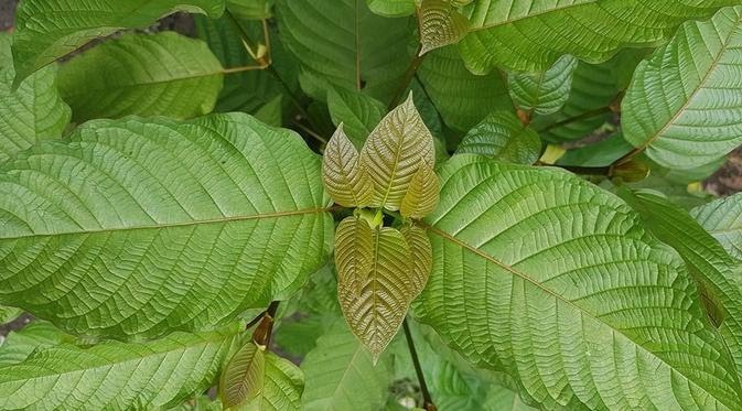 TIKTAK.ID - daun kratom selundupan berhasil diamankan