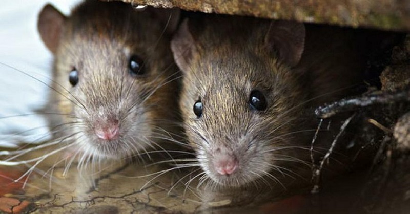 Kenali Leptospirosis, Penyakit Berbahaya Saat Musim Hujan yang Bisa Renggut Nyawa