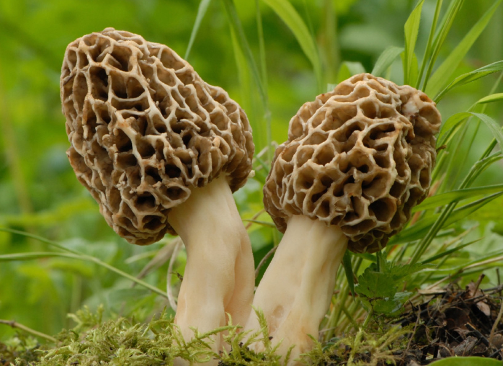 Berikut Daftar Bahan Makanan Termahal, Ada yang Harganya Sampai 1