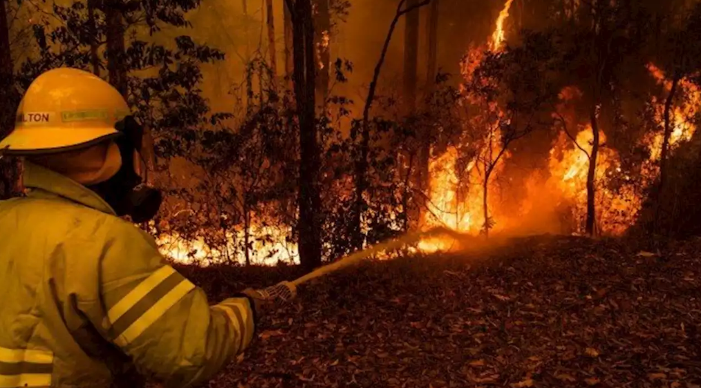 Dikenal Dermawan, Pink Sumbang Tim Pemadam Kebakaran Hutan Australia Rp6,9 Miliar