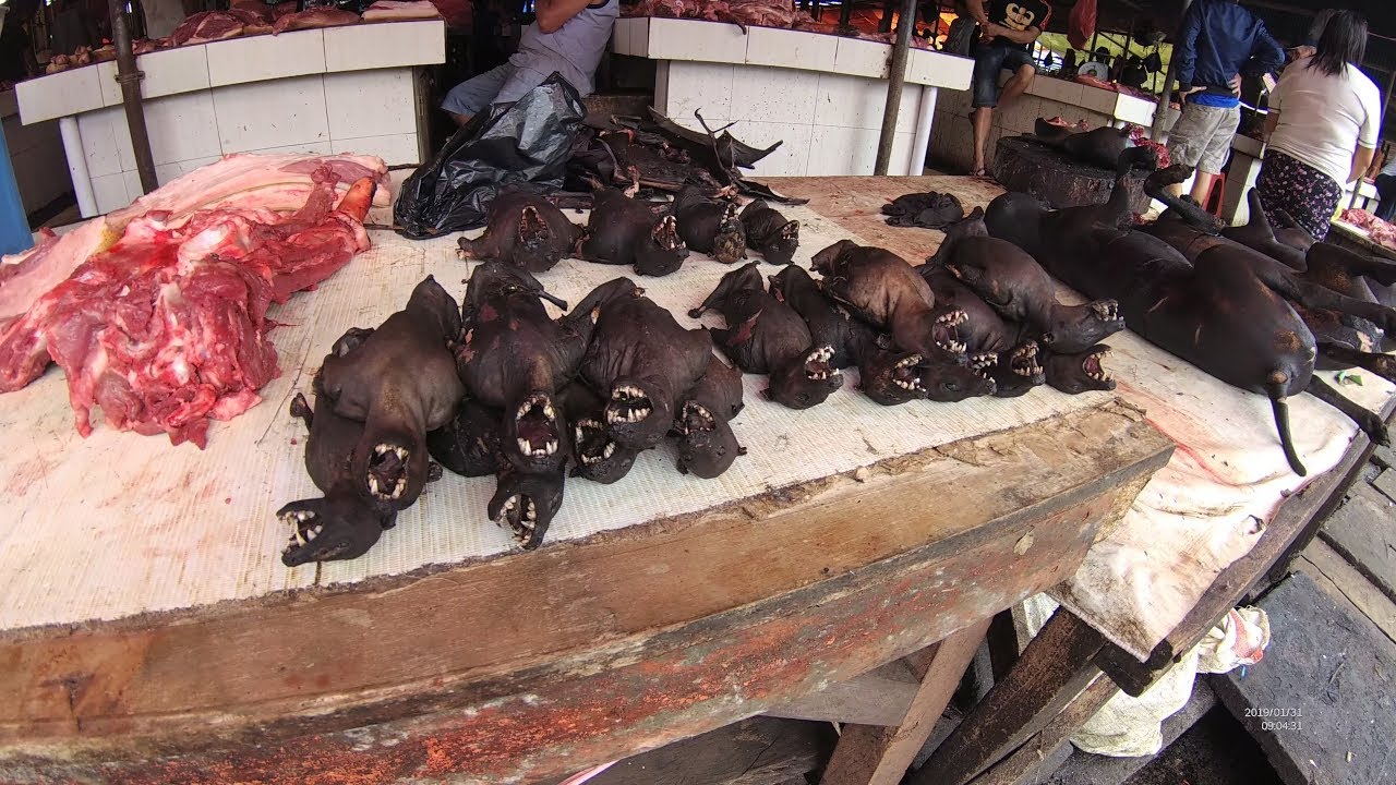 Saat ke Manado, Jokowi Ternyata Pernah Pesan Menu Spesial Daging Kelelawar