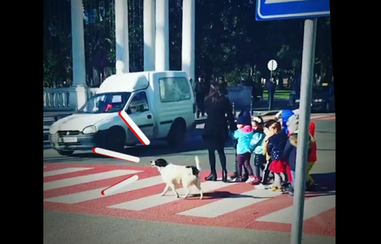 Anjing Liar yang Tiap Hari Setia Bantu Seberangkan Anak Sekolah ini Punya 12 Ribu Pengikut di Instagram