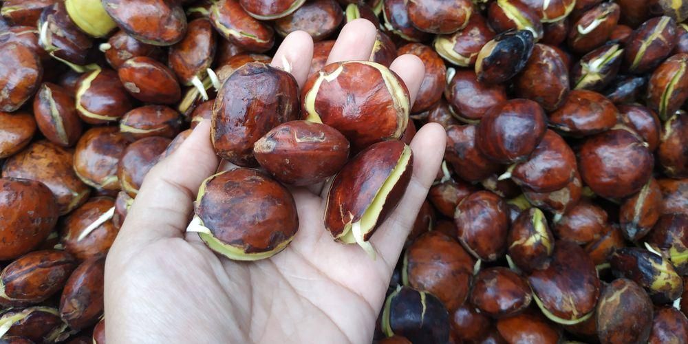 JengClean, Sabun Mandi Berbahan Dasar Jengkol, Kebayang Baunya Seperti Apa?