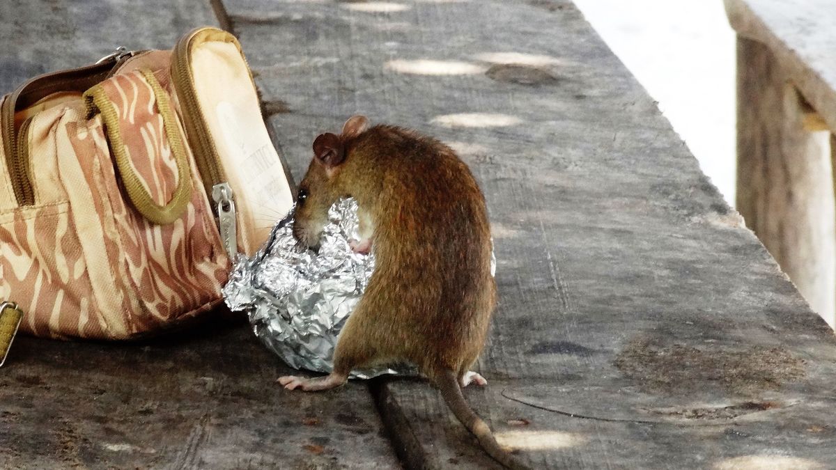 Ketika Tikus di Jepang Bebas Berlarian di Jalanan yang Sepi