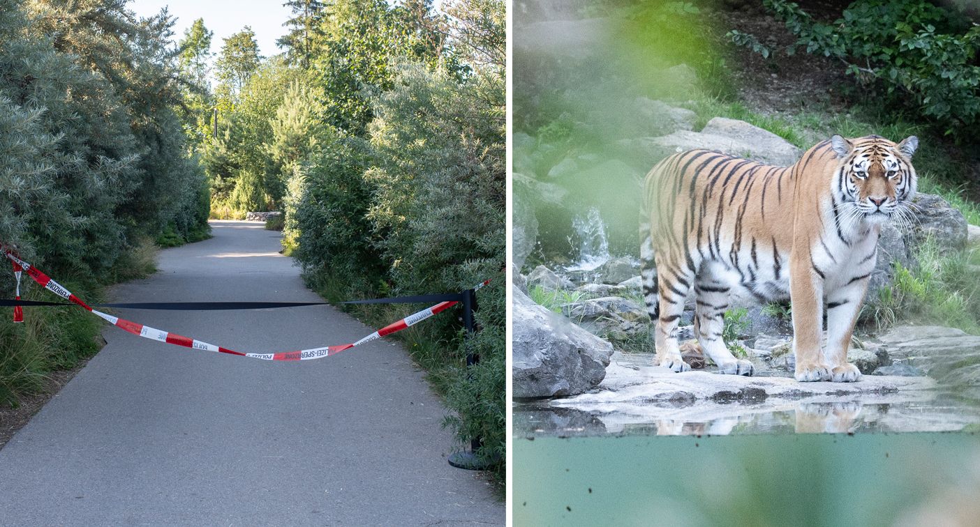 Penjaga Kebun Binatang di Swiss Tewas Diterkam Harimau