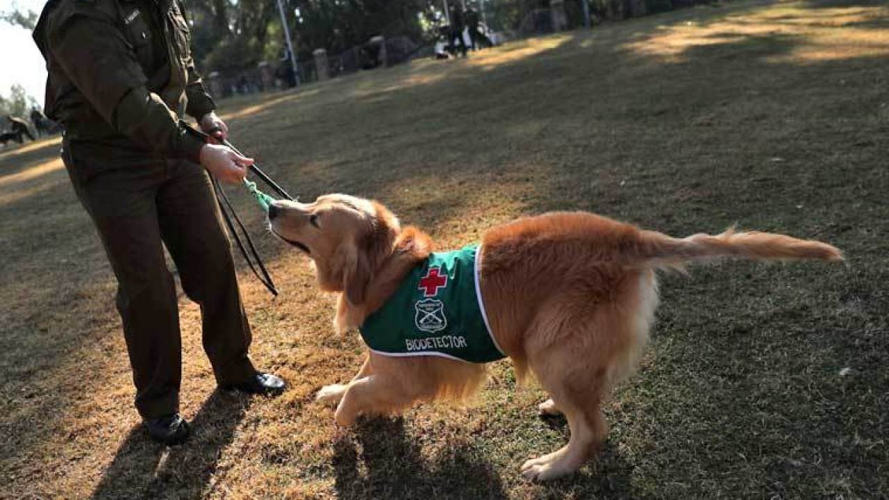 [Hoaks atau Fakta]: Anjing Bisa Mengendus Corona