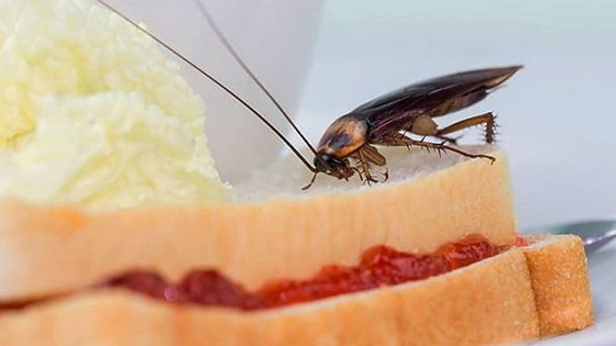 5 Cara Ampuh Usir Kecoa, Si Pembawa Bermacam Bakteri Berbahaya