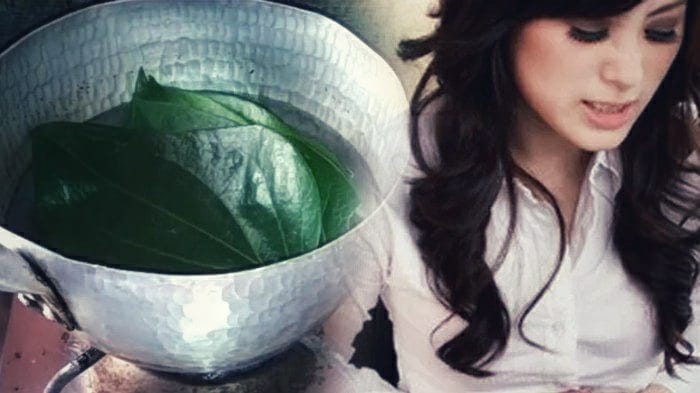 Jarang yang Tahu, Begini Cara Olah Daun Sirih untuk Obati Batuk
