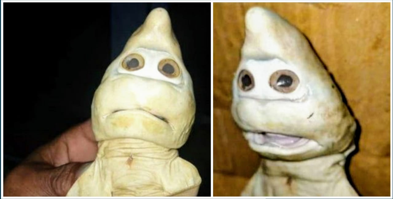 Penemuan Anak Ikan Hiu Berwajah Mirip Manusia Hebohkan Dunia Maya