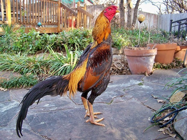 Seorang Pria di India Tewas 'Dibunuh' Ayam Jagonya Sendiri