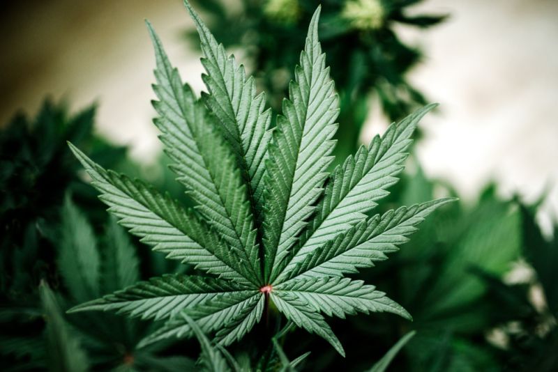 Yayasan Sativa Nusantara Dorong DPR dan Pemerintah Segera Legalkan Ganja Medis