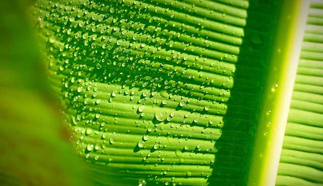 Selain Jadi Pembungkus Makanan, Ini Manfaat Ajaib Daun Pisang untuk Kesehatan