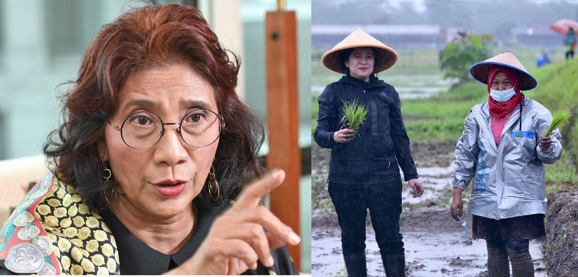 Susi Pudjiastuti Sindir Puan Saat Tanam Padi di Sleman