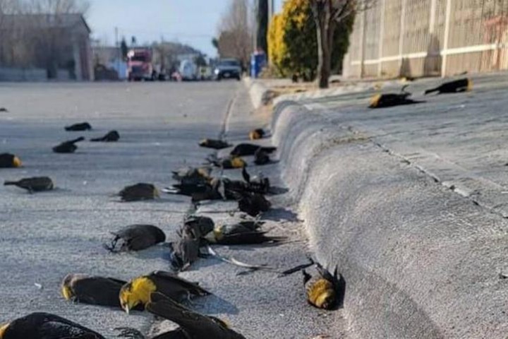 Misterius, Ratusan Burung Jatuh Mati di Meksiko