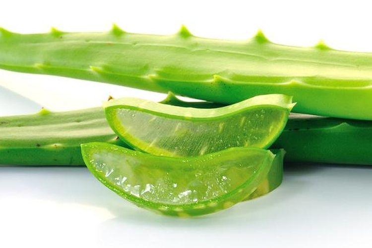 Kenali Manfaat Lidah Buaya untuk Kesehatan