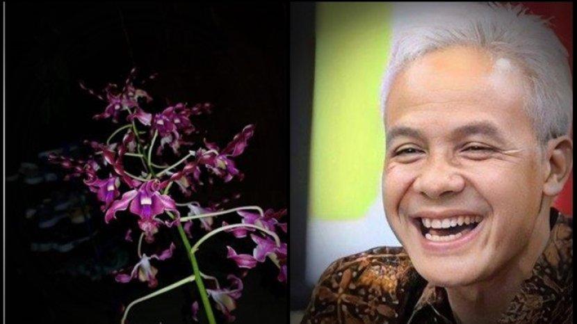 Didaftarkan di Inggris, Ganjar Pranowo Diabadikan Jadi Nama Jenis Bunga Anggrek