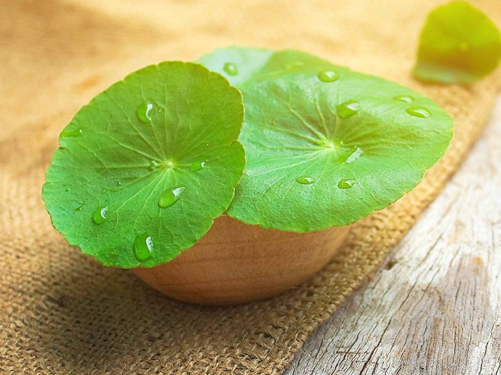 Tak Hanya Jadi Kandungan Skincare, Ini Manfaat Centella Asiatica Bagi Kesehatan