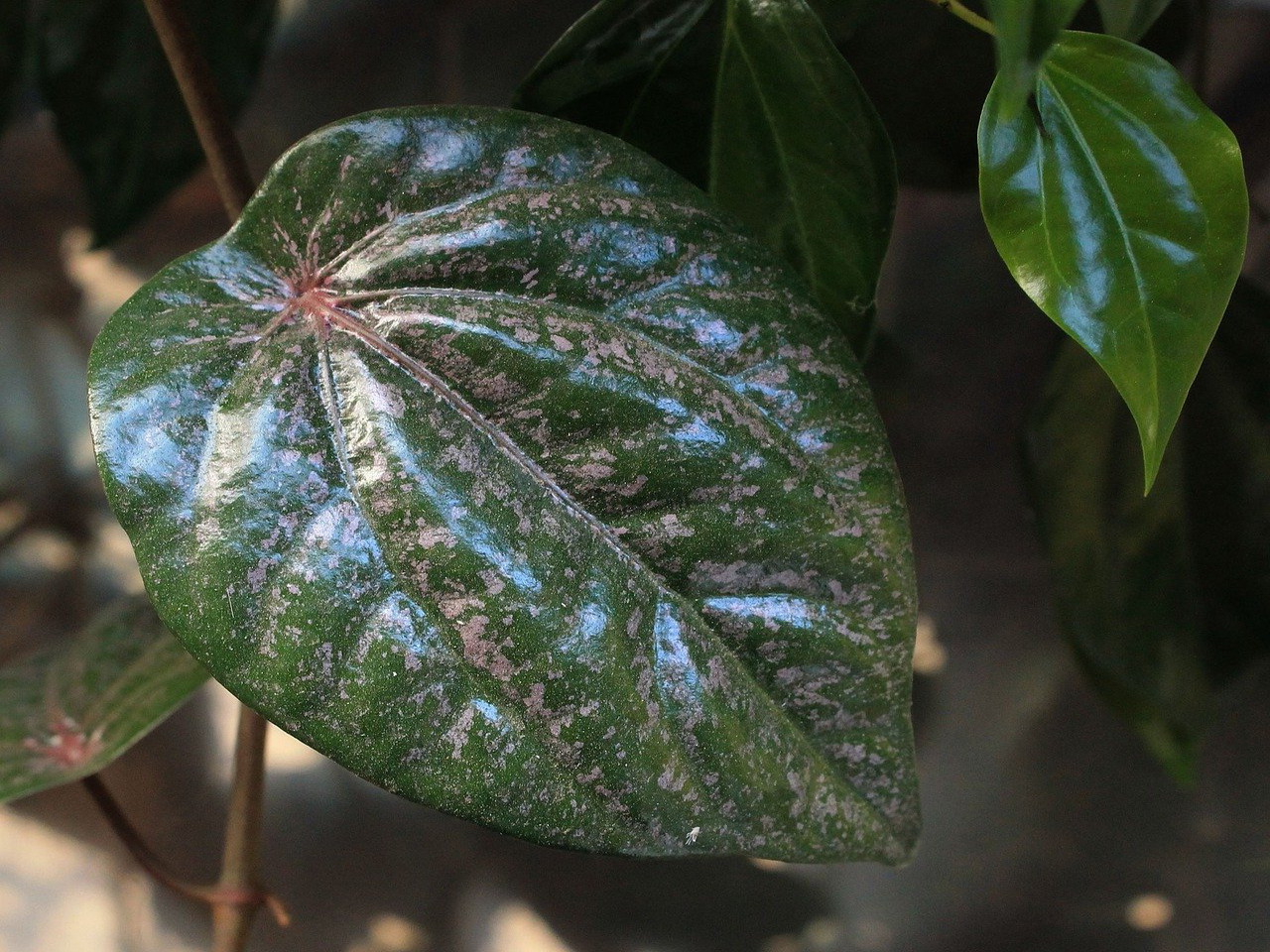 Manfaat Daun Sirih Merah