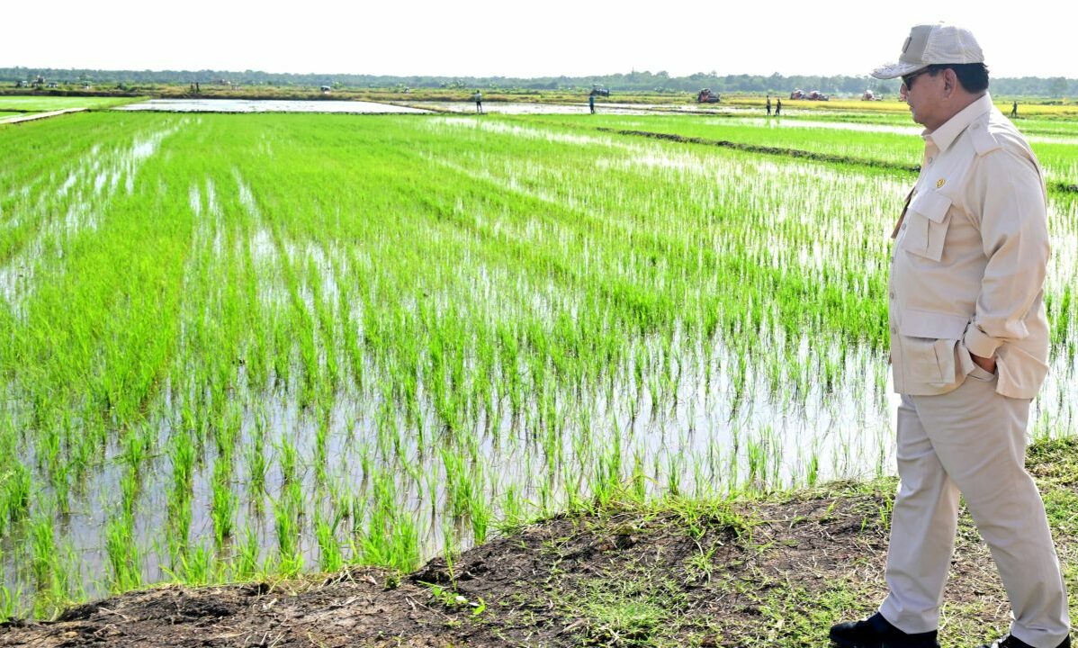 Prabowo Lanjutkan Food Estate, Walhi: Warisan Buruk Jokowi yang Terbukti Gagal dan Rugikan Rakyat