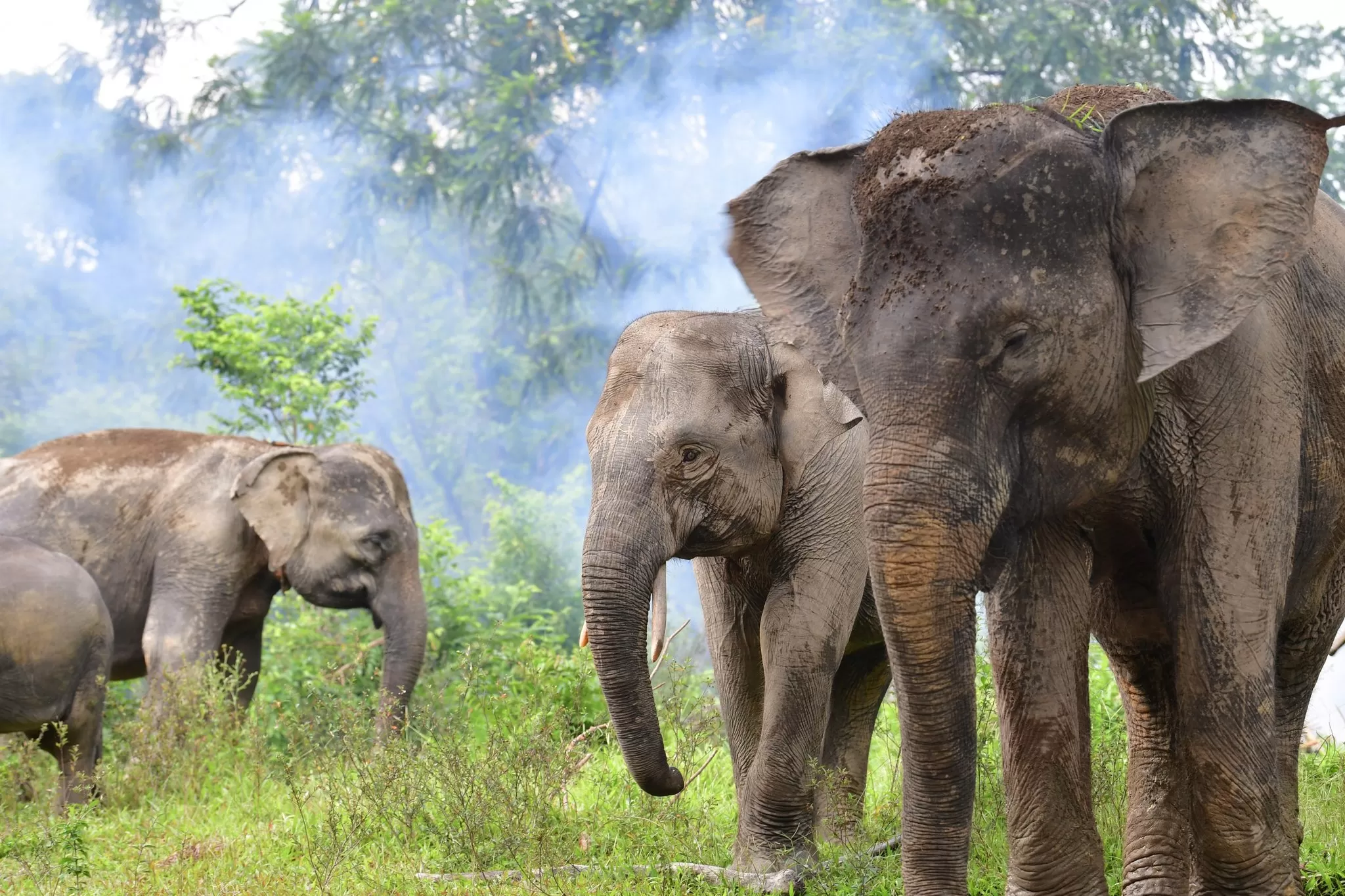 Ribuan Hektare Hutan di Bengkulu Dibabat untuk Sawit, Gajah Sumatera Terancam Punah