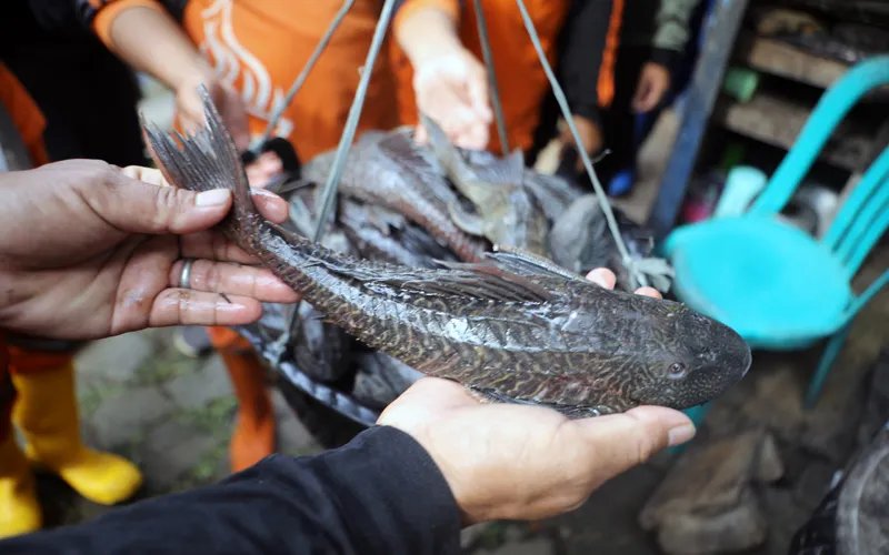 Susi Pudjiastuti Usulkan Ikan Sapu-sapu di Jakarta Diolah Jadi Pupuk dan Pakan Ternak